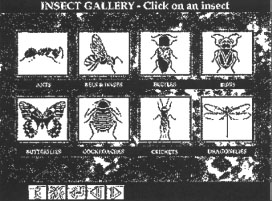 Insect Gallery